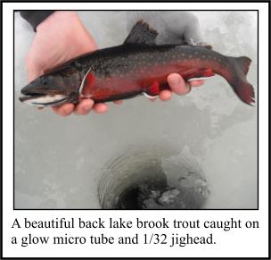 Brook Trout