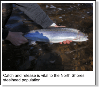 Steelhead