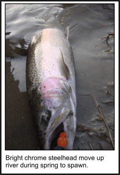 Steelhead!