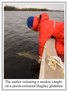 Picture of a Muskie being Released