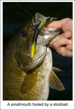 Smallmouth Bass