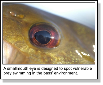 Smallmouth Bass Eye