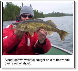 Walleye