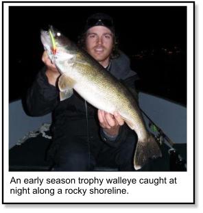 Walleye at night