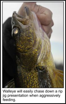 Rip Jigging Walleye