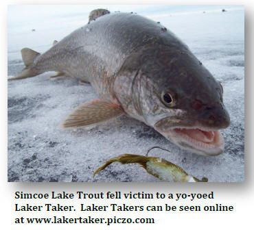 Lake Trout