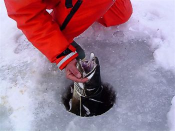 Winter Lake Trout and tube Jigs - Ontario Fishing